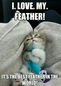 I Love My Feather