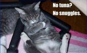 No Tuna No Snuggles