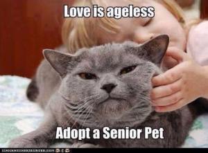 Adopt a Senior Pet