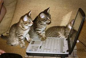 computer-cats