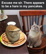 hare-in-my-pancakes